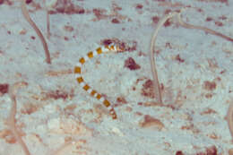 Image of Splendid garden eel