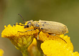 Image of Epicauta (Epicauta) ferruginea (Say 1824)