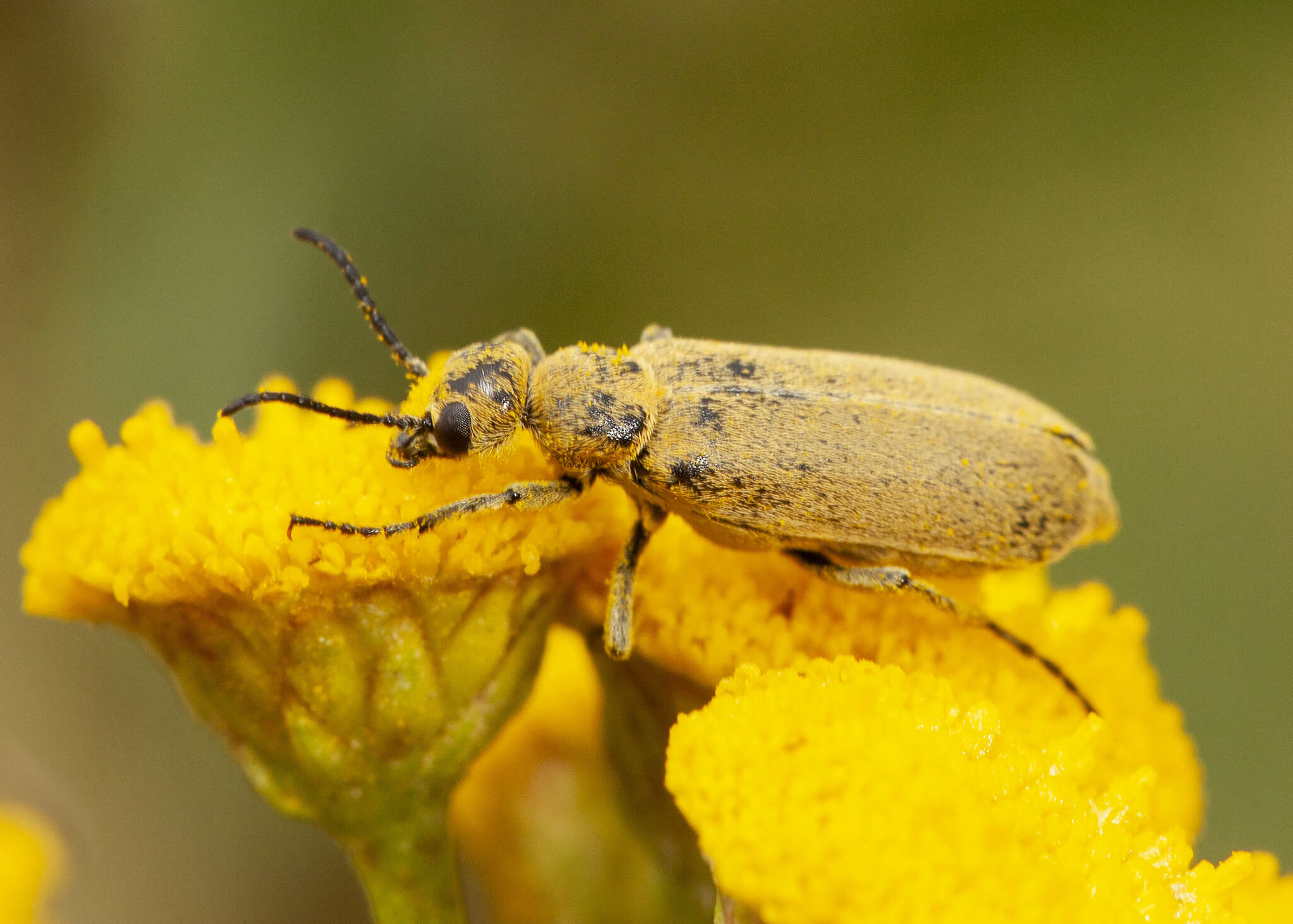 Слика од Epicauta (Epicauta) ferruginea (Say 1824)