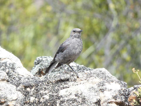 Image of Mountain Wheatear