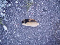 Image of True lemming