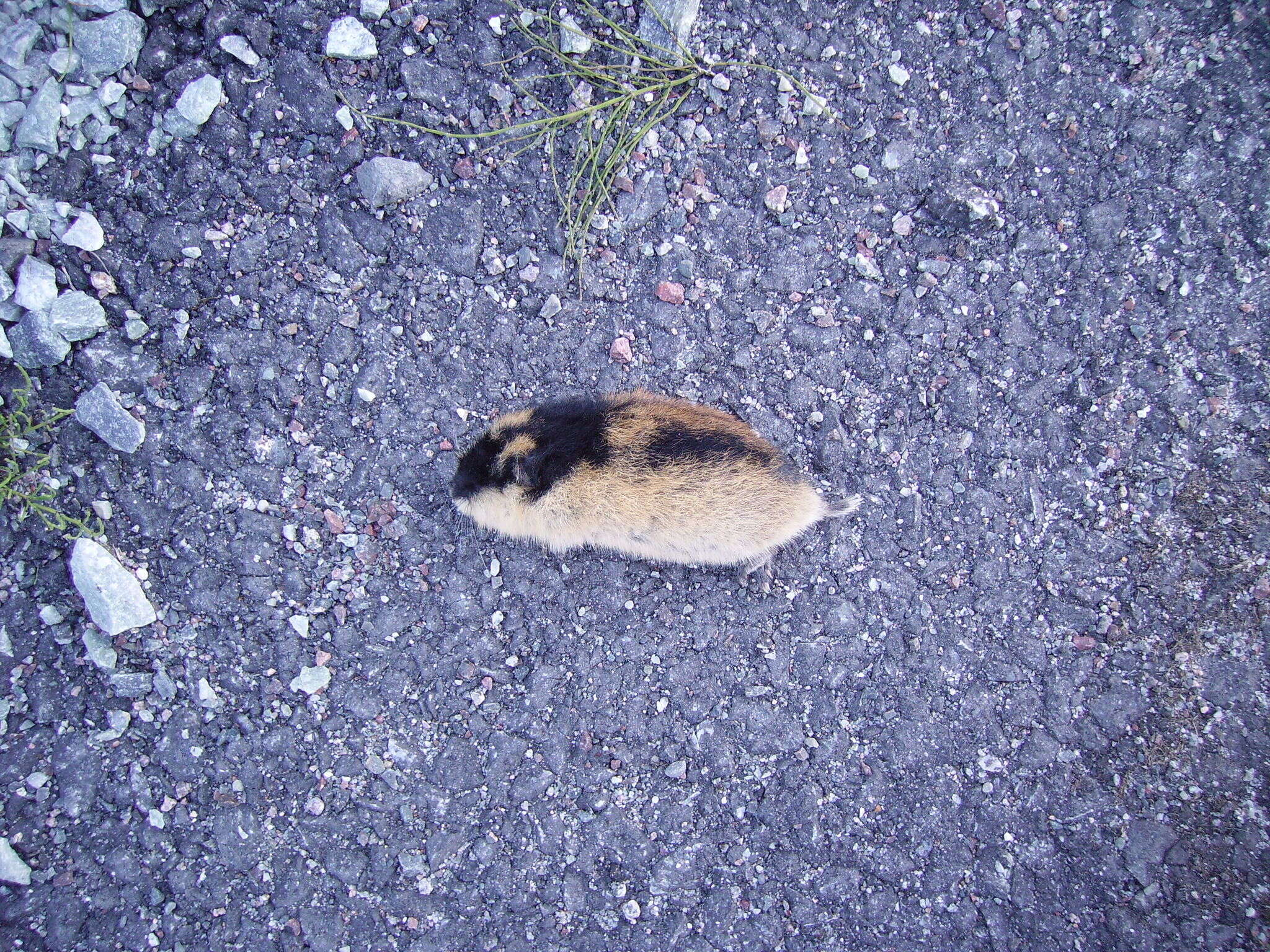 Image of True lemming