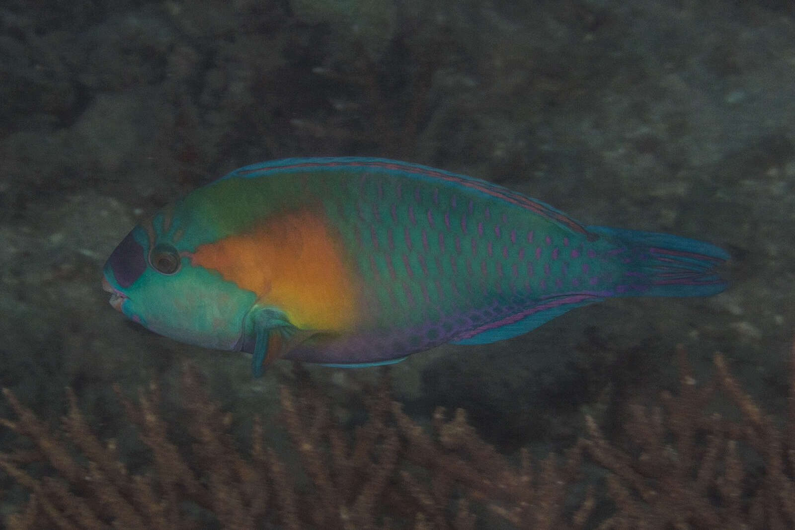 Image of Bower's Parrotfish