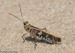 Image of Blue-legged Grasshopper