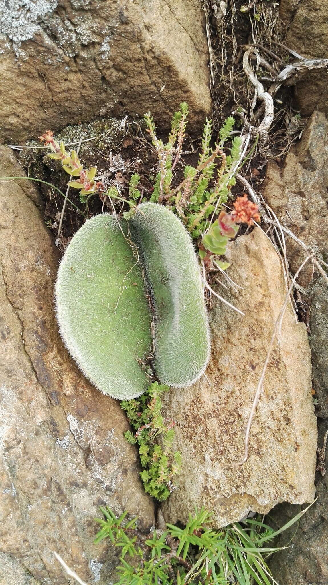 Image of Haemanthus humilis subsp. hirsutus (Baker) Snijman