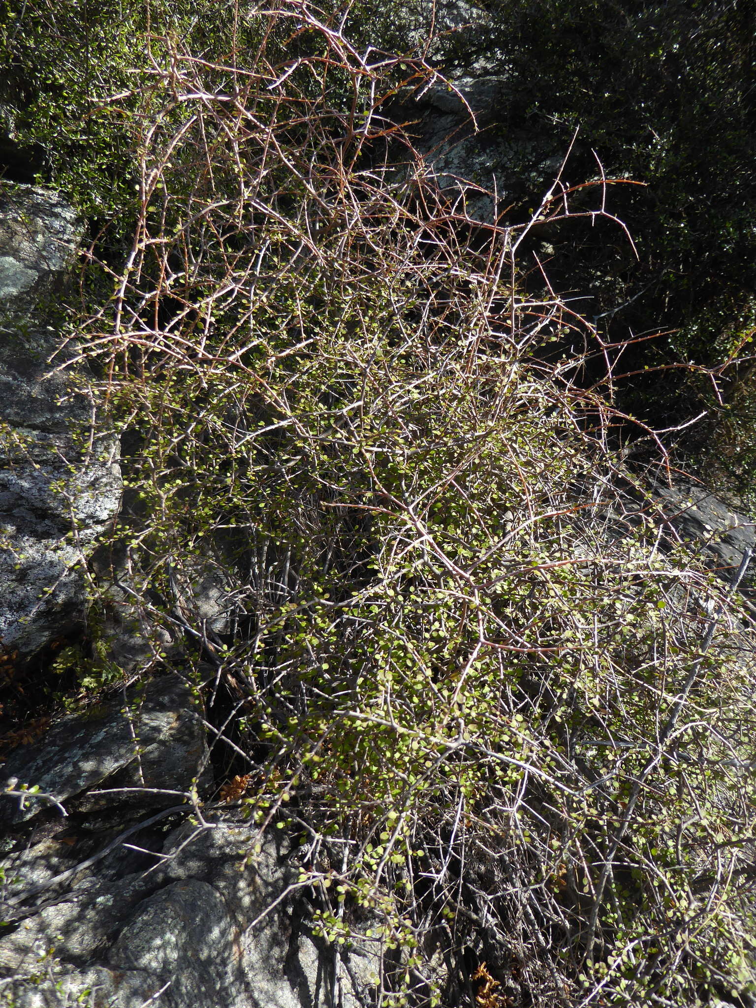 Image of Coprosma virescens Petrie