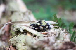 Image of Alpine Salamander