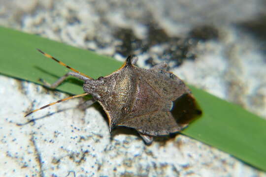 Picromerus nigridens (Fabricius 1803) resmi