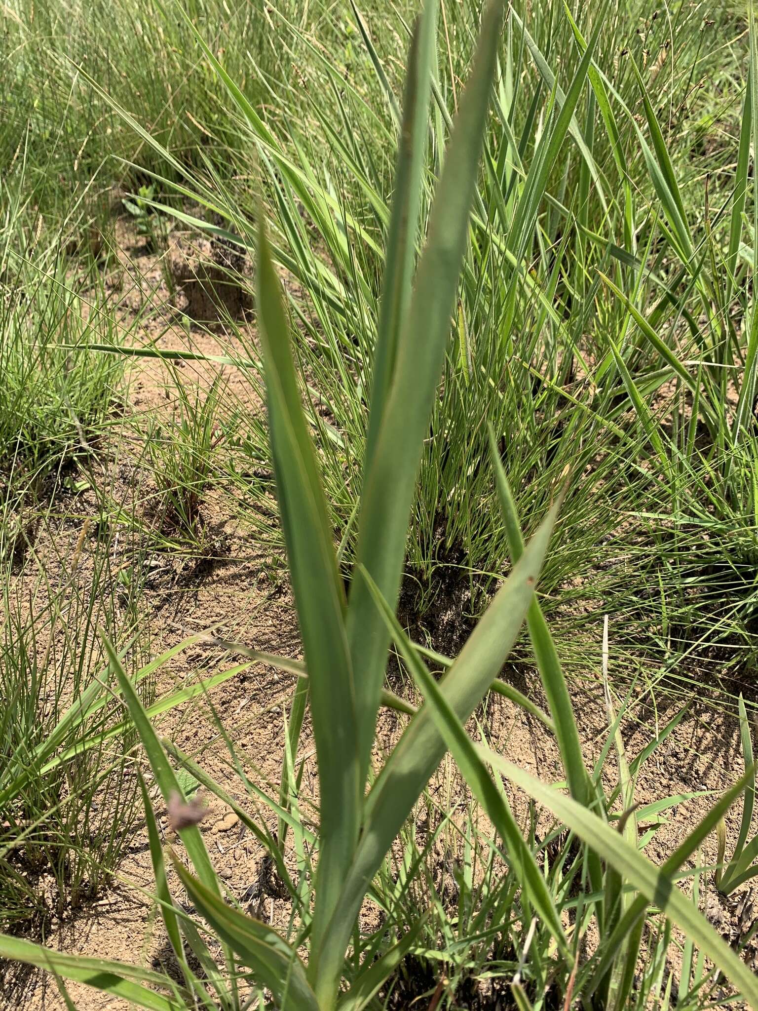 Image of Chlorophytum cooperi (Baker) Nordal