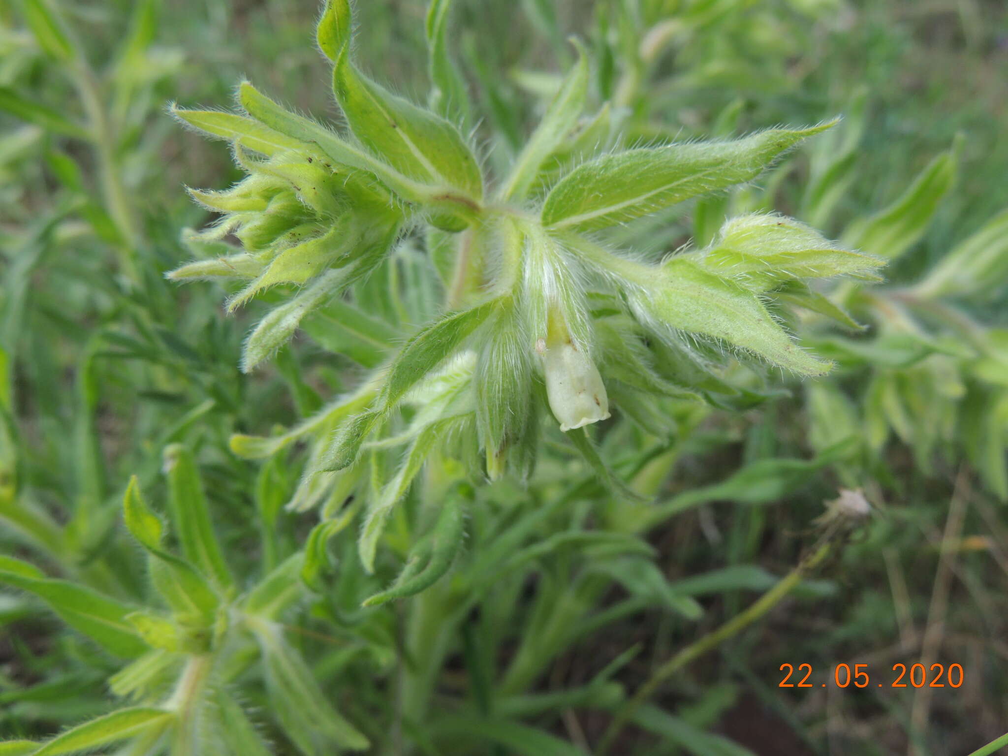 Image of <i>Onosma borysthenica</i>