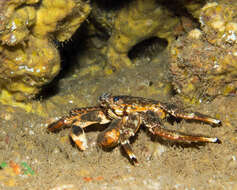 Image of blue-eyed rock crab