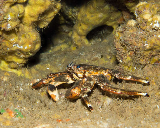 Image of blue-eyed rock crab