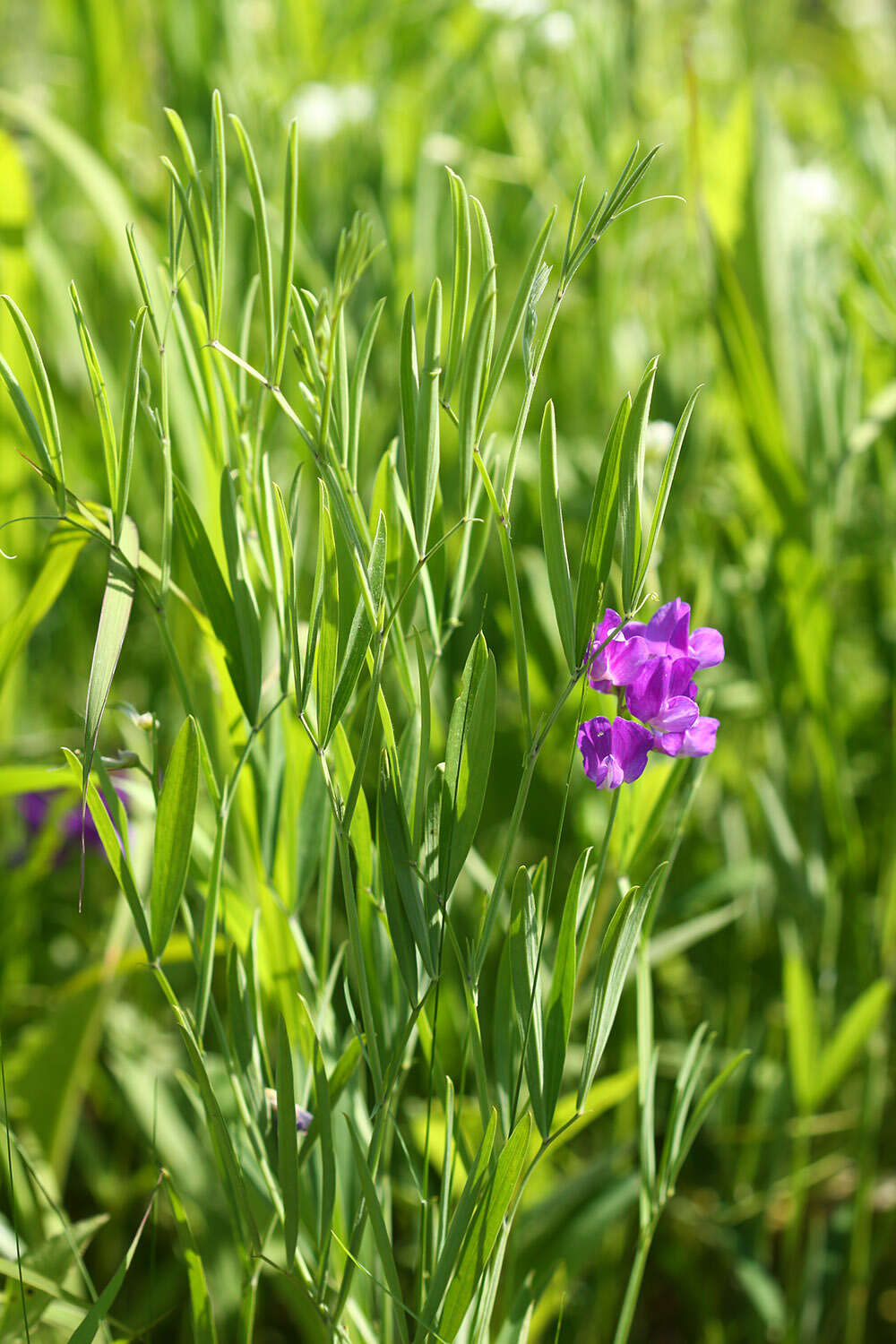 Image of Lathyrus quinquenervius (Miq.) Litv.