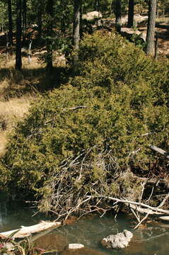 Image of Juniperus blancoi Martínez