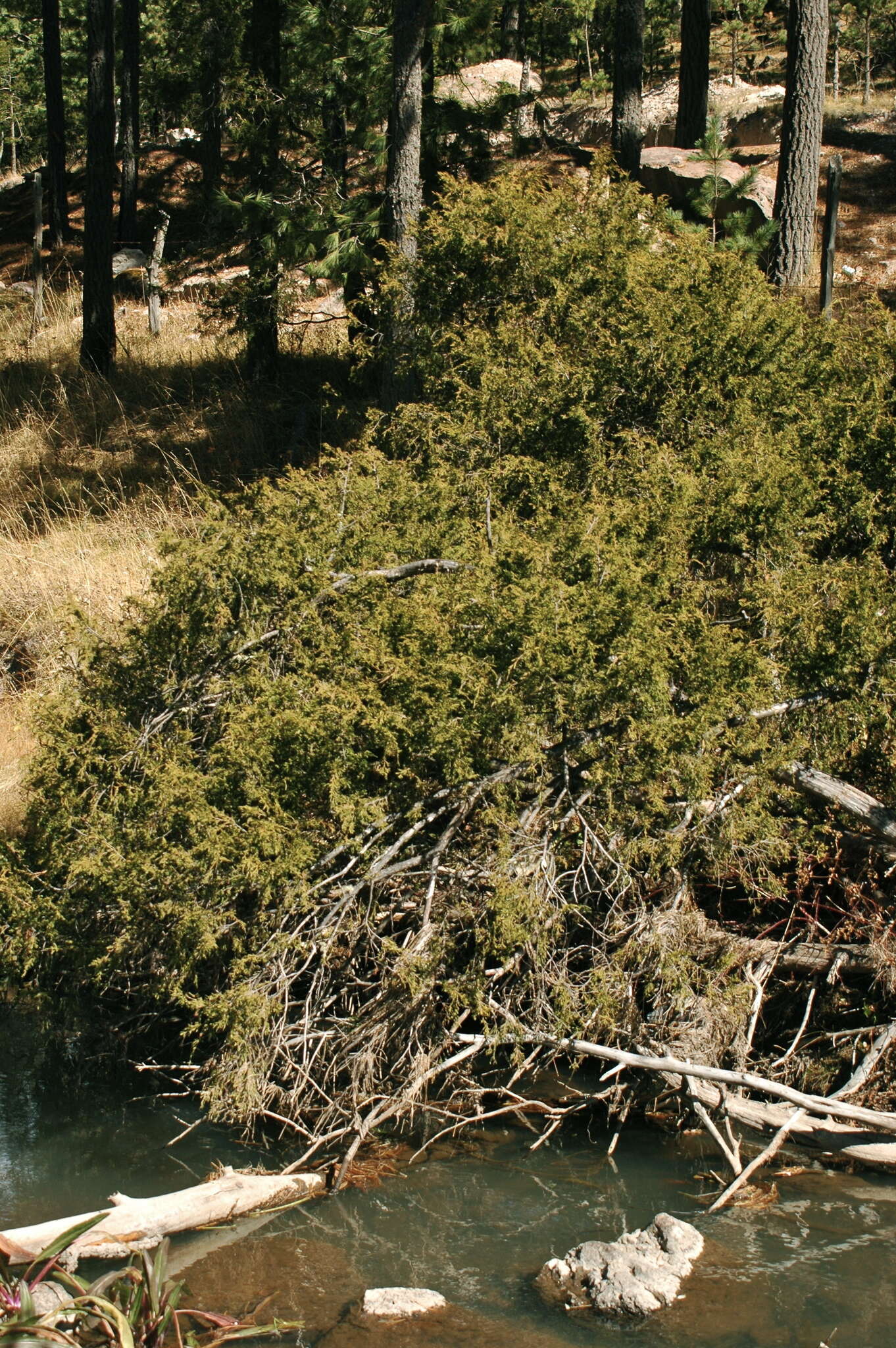 Image de Juniperus blancoi Martínez