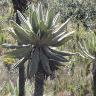 Image of Espeletia cayetana (Cuatrec.) Cuatrec.