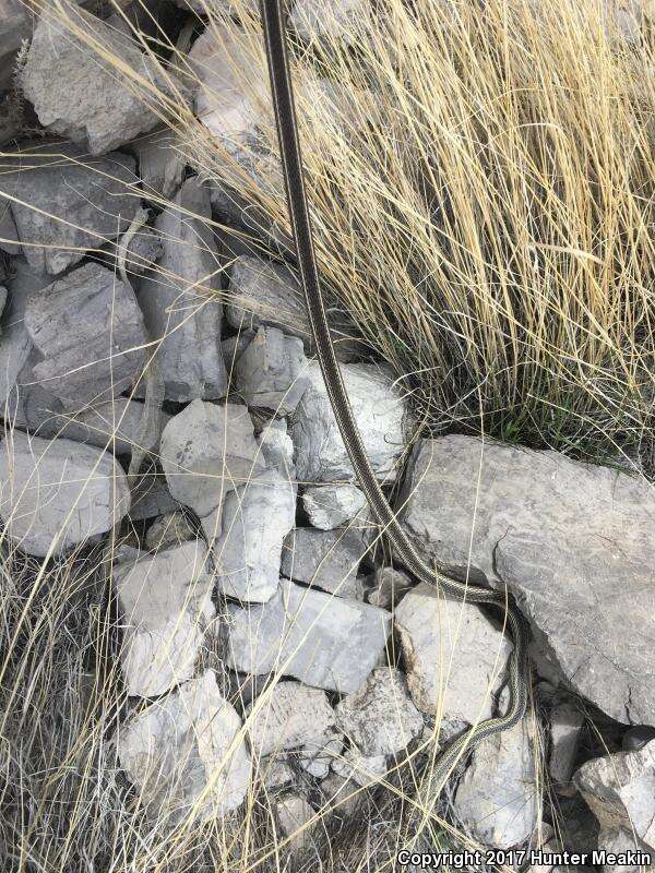 Image of Central Texas Whipsnake