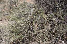 Aptosimum marlothii (Engl.) Hiern resmi