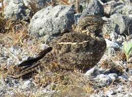 Image of Savanna Nightjar