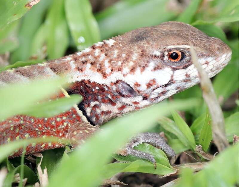 Image of Rose Whorltail Iguana