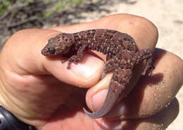 Image of San Lucan  Gecko