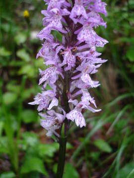 Image of Dactylorhiza fuchsii subsp. fuchsii