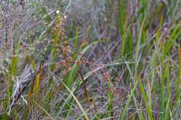 Image of Drosera macrantha Endl.