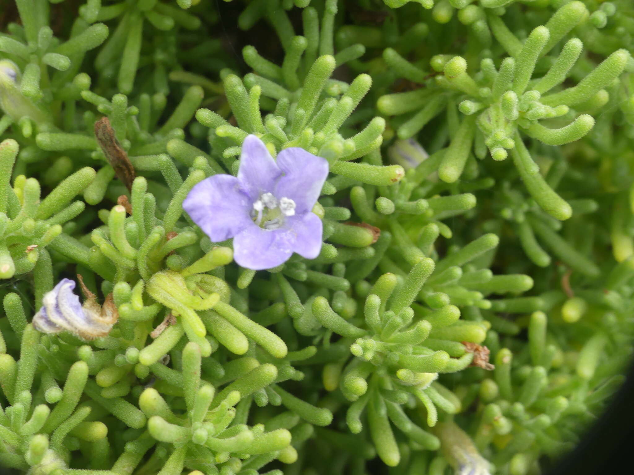 Image de Nolana ramosissima I. M. Johnston