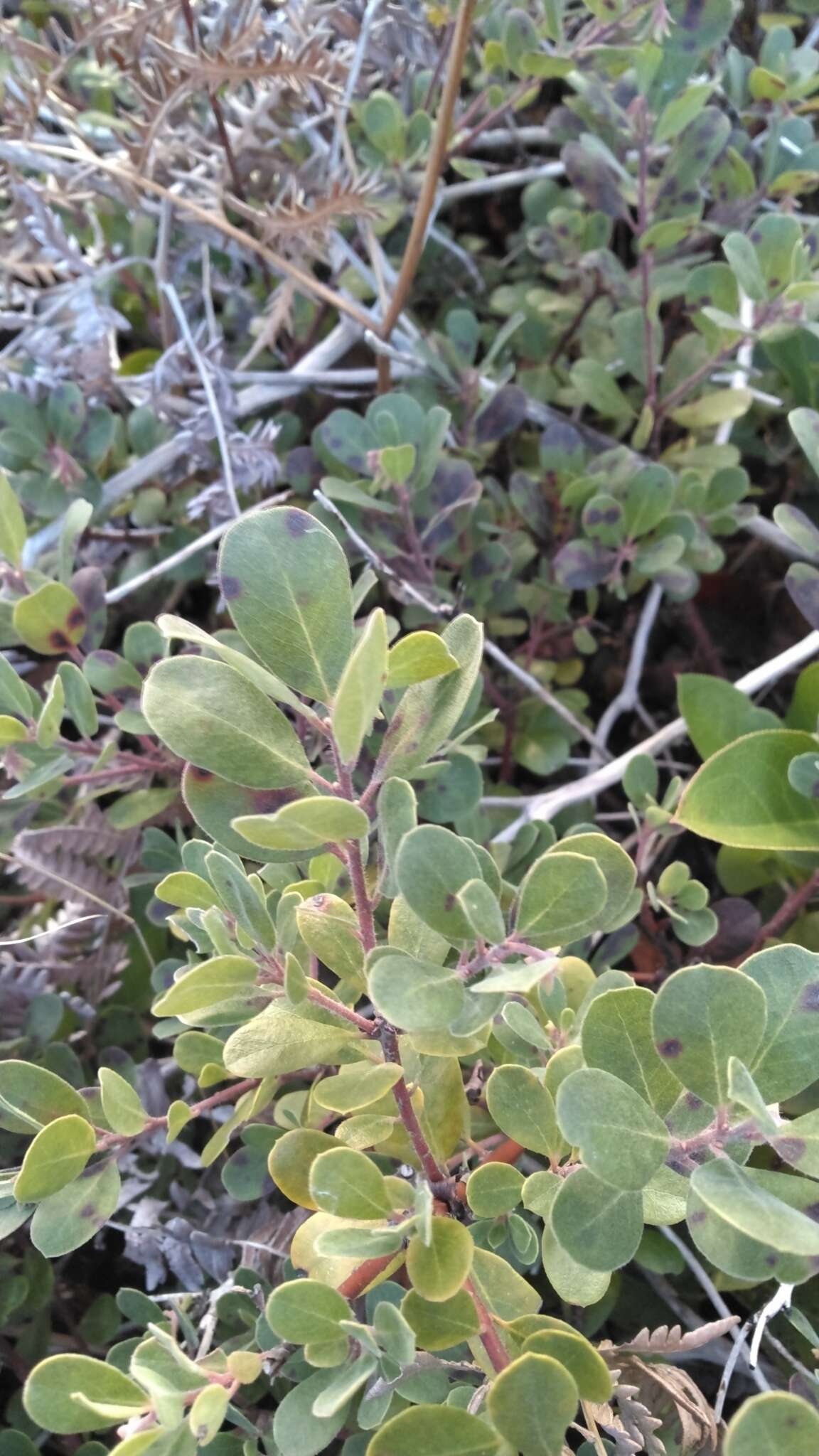 Image of manzanita