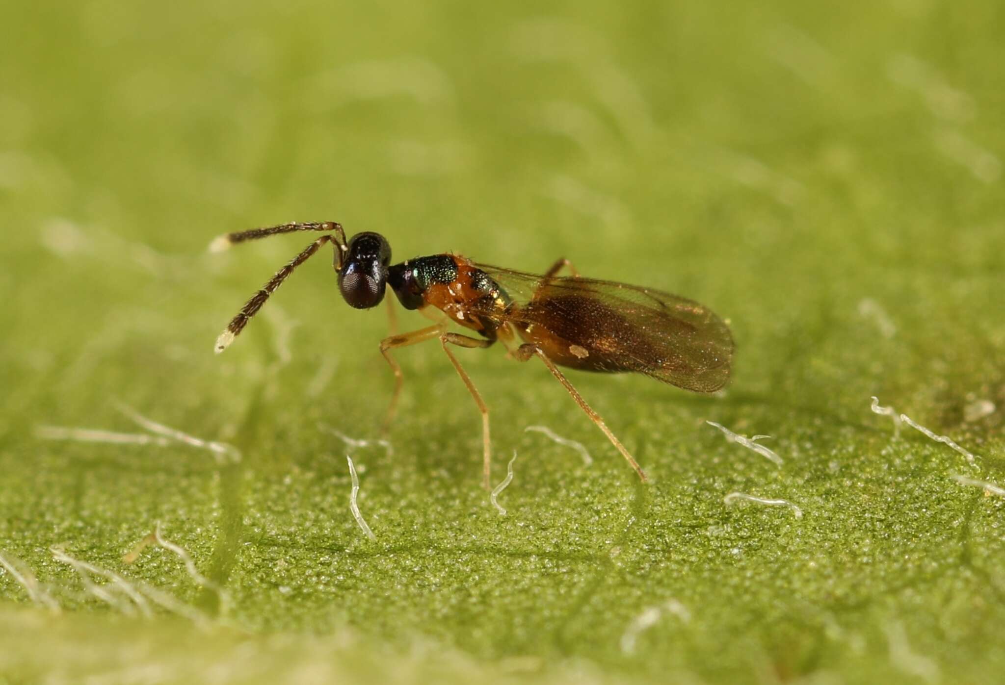 Слика од Hemiptarsenus ornatus (Nees 1834)