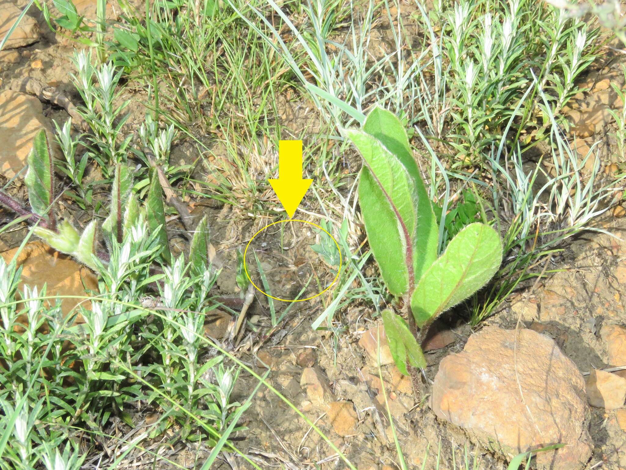 Слика од Euprosthenopsis vuattouxi Blandin 1977