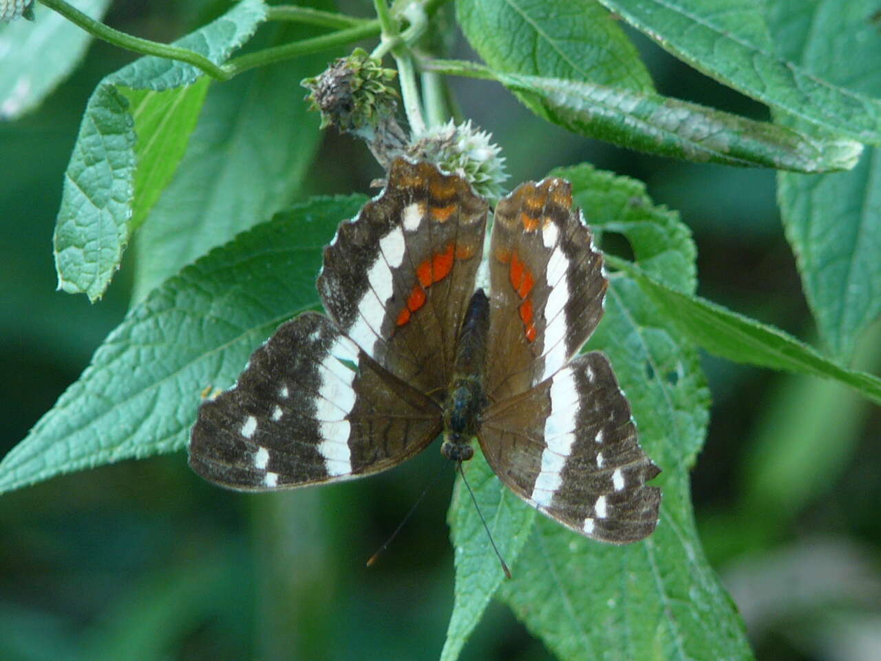 Image of Banded Peacock