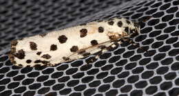 Image of Ethmia clytodoxa Turner 1917