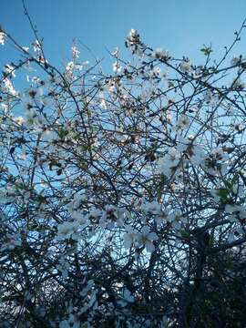 Image of flowering almond