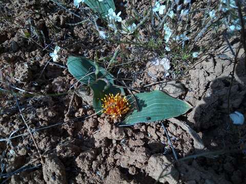 Imagem de Daubenya marginata (Willd. ex Kunth) J. C. Manning & A. M. van der Merwe