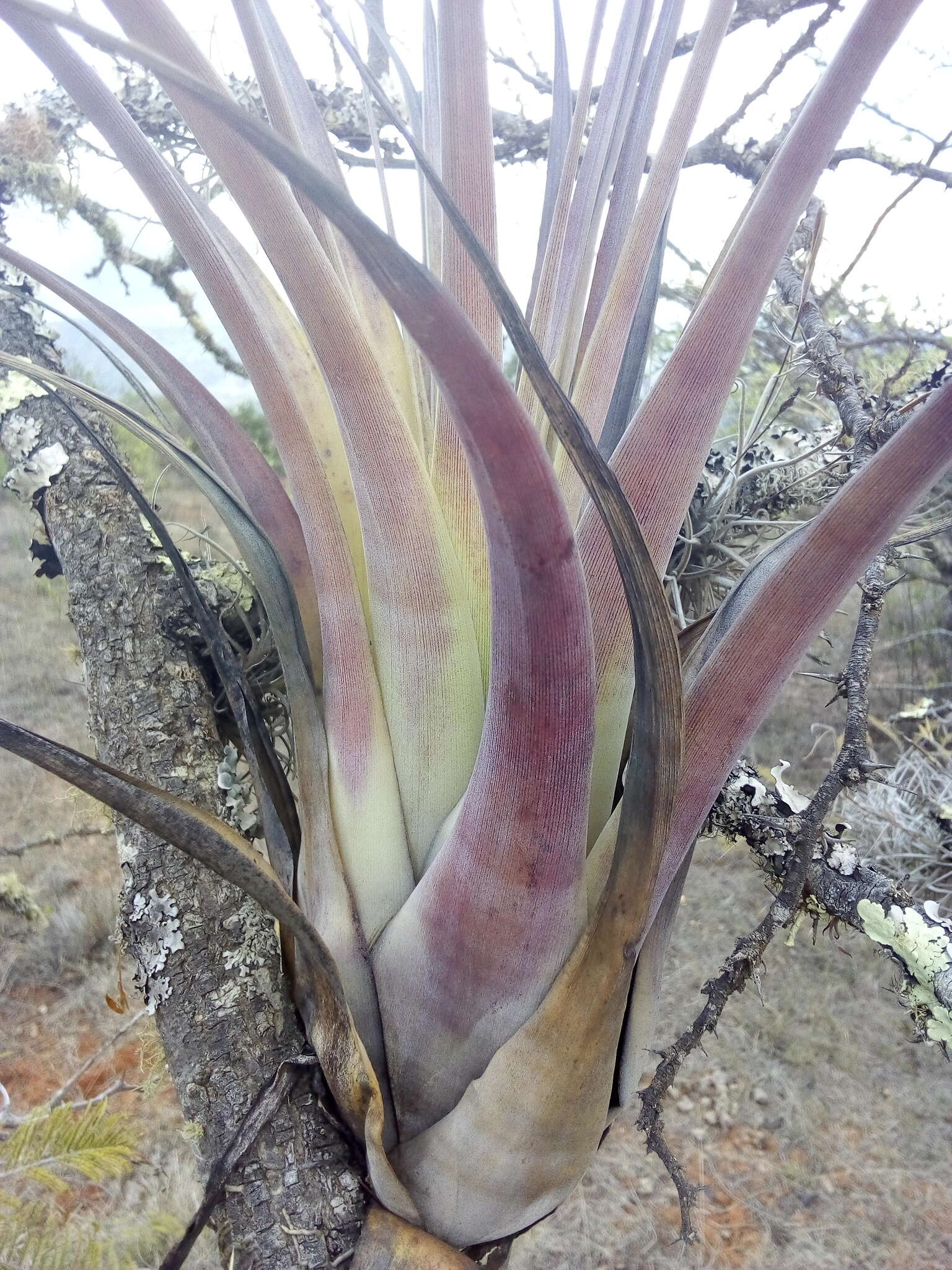 Image of Tillandsia tehuacana I. Ramírez & Carnevali