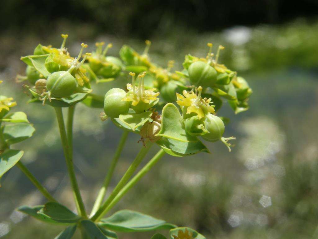 Image of Euphorbia nicaeensis var. hispanica (Degen & Hervier) Cuatrec.