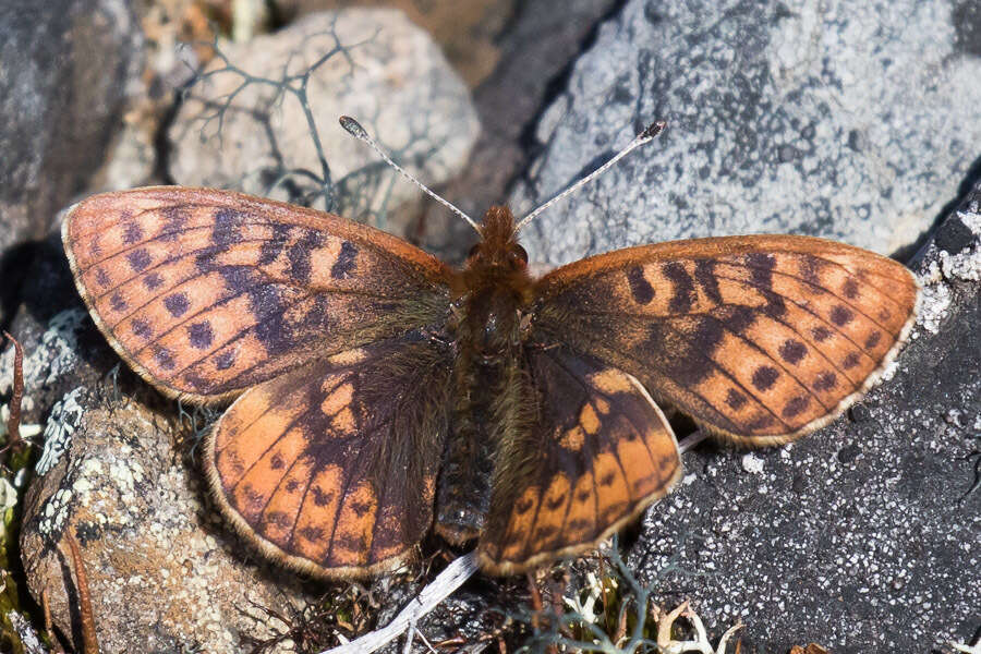 Image of Dingy Fritillary