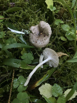 Image of Hygrophorus pustulatus (Pers.) Fr. 1838