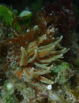 Image of Phyllodesmium crypticum Rudman 1981
