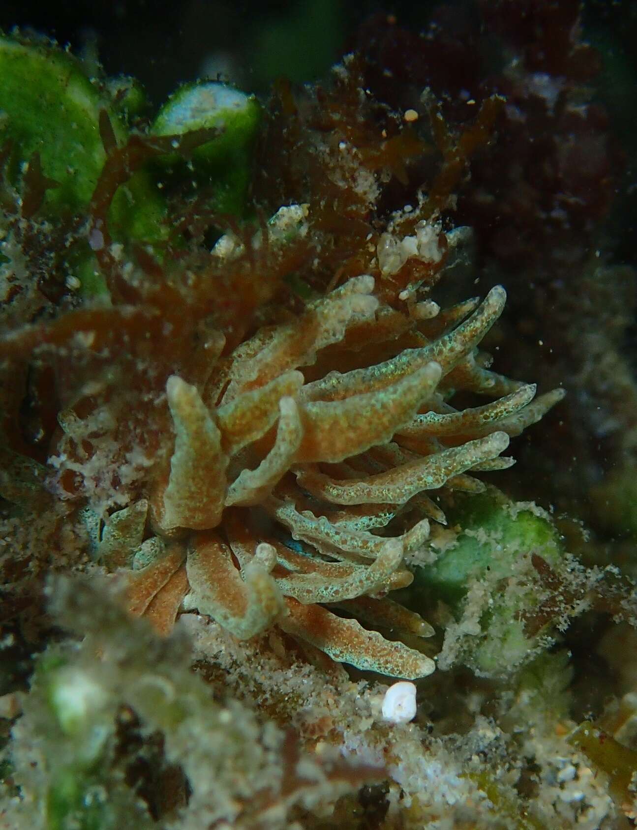 Image of Phyllodesmium crypticum Rudman 1981
