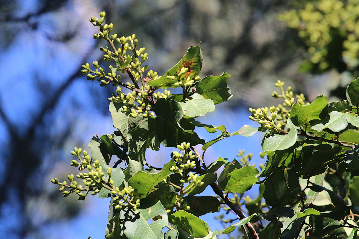 Image de Corymbia torelliana (F. Müll.) K. D. Hill & L. A. S. Johnson