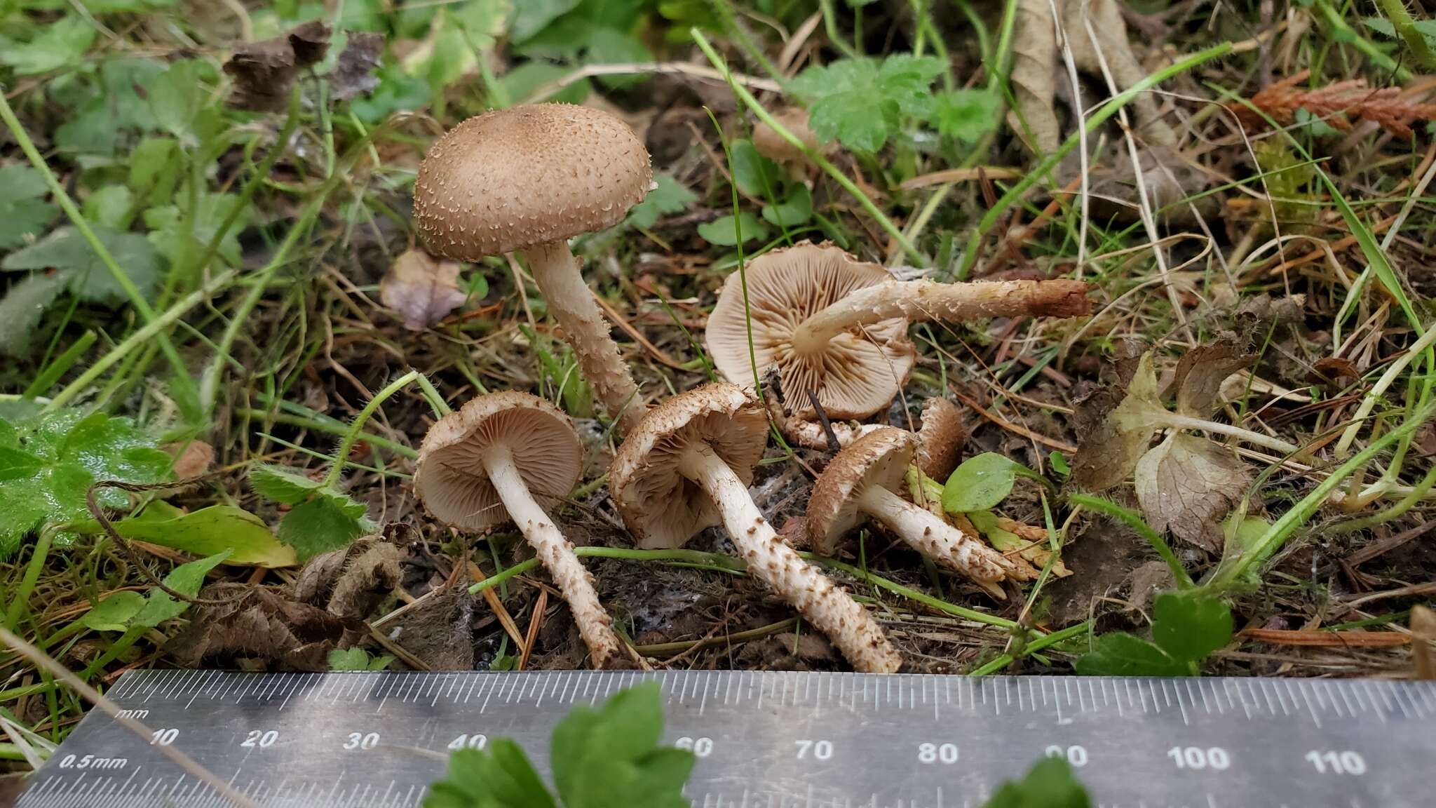 Image of Pholiota terrestris Overh. 1924