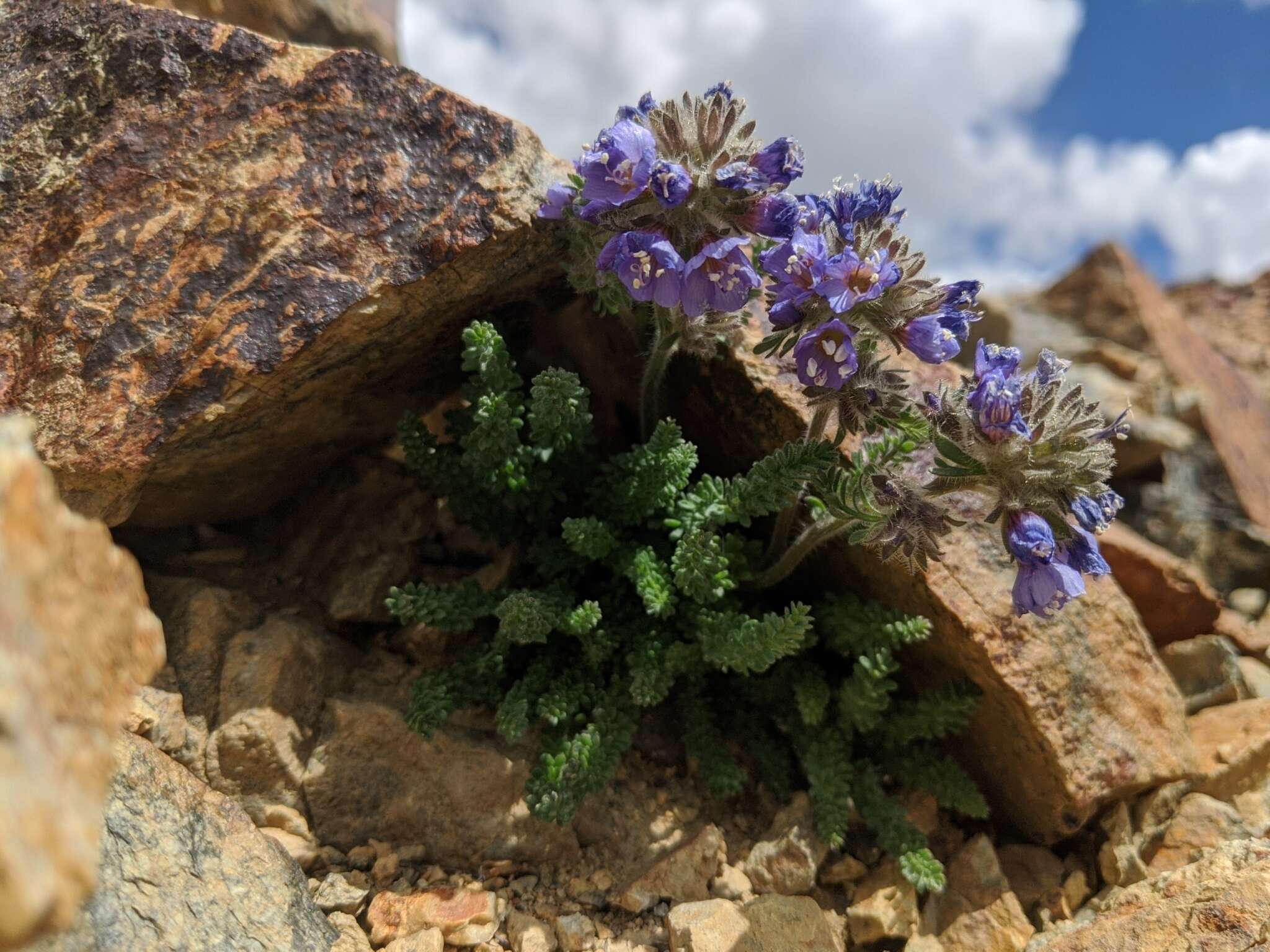 Слика од Polemonium chartaceum Mason