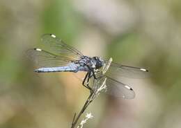 Image of Comanche Skimmer