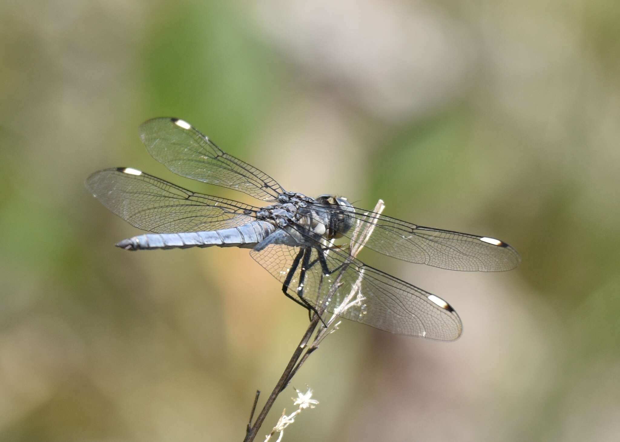 Image of Comanche Skimmer