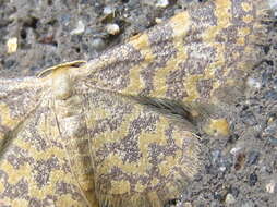 Image of Idaea auricruda Butler 1879