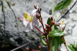 Image of Amphorocalyx rupestris H. Perrier