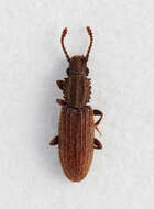 Image of Merchant Grain Beetle