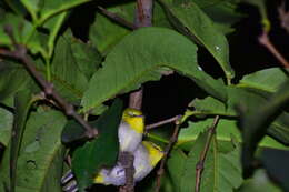 Image of Swinhoe's White-eye